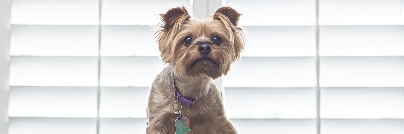 Dog in front of interior shutters in Chicago