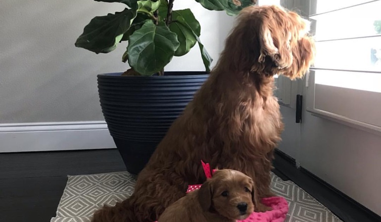 Your windows and doors need window treatments that even your dogs can't destroy. Dogs Looking Out Of Window Treatments